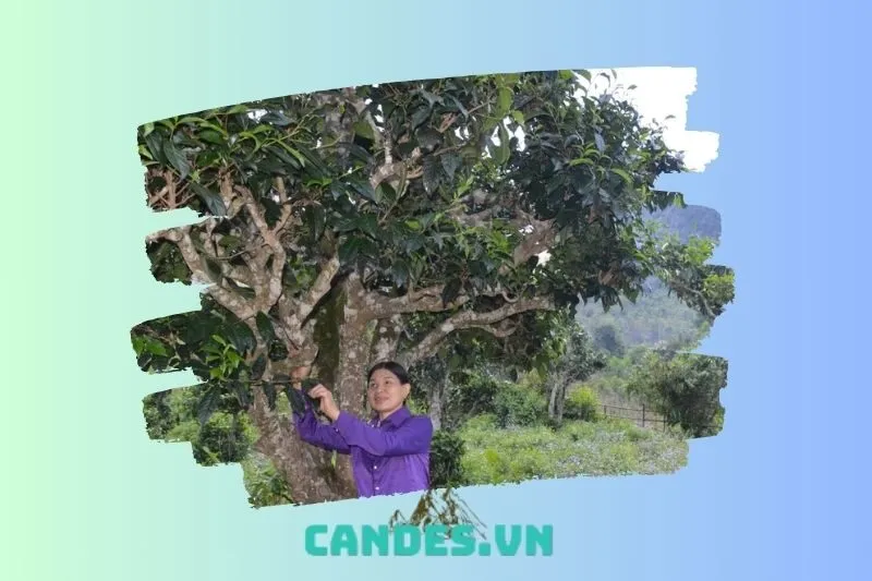 Các dự án bảo tồn và phát triển chè Shan tuyết tại Bắc Kạn