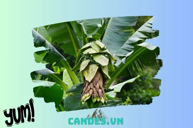 Chuối hột rừng