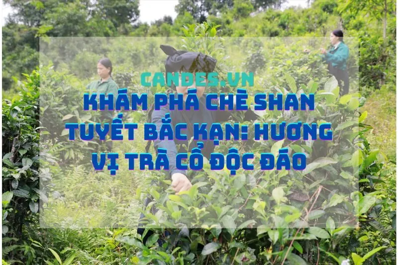 Khám phá chè Shan tuyết Bắc Kạn: Hương vị trà cổ độc đáo