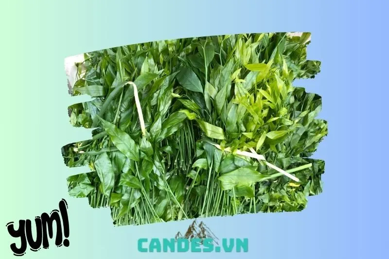 Rau sắng (rau ngót rừng)