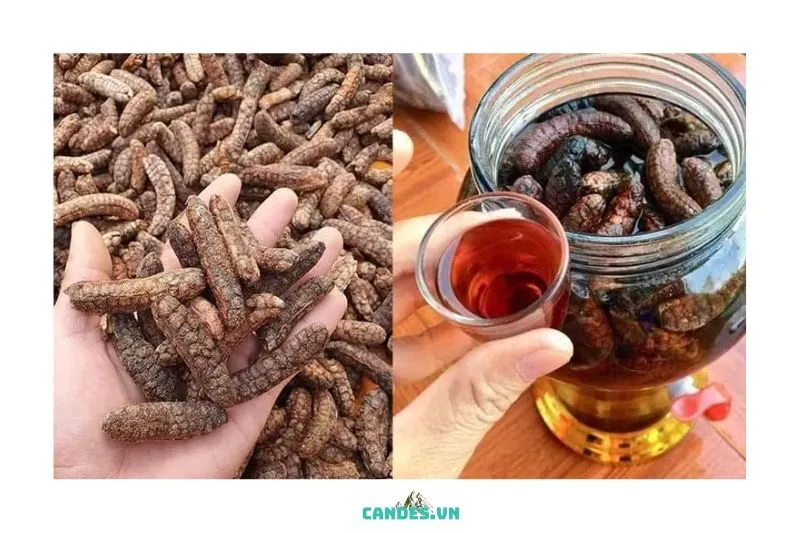 Chuối Hột Rừng Bắc Kạn Khô So Với Tươi