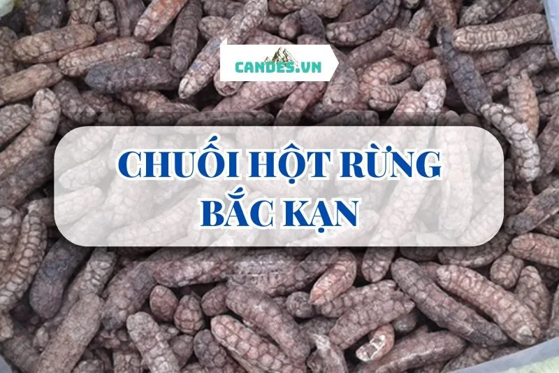 CHUỐI HỘT RỪNG BẮC KẠN