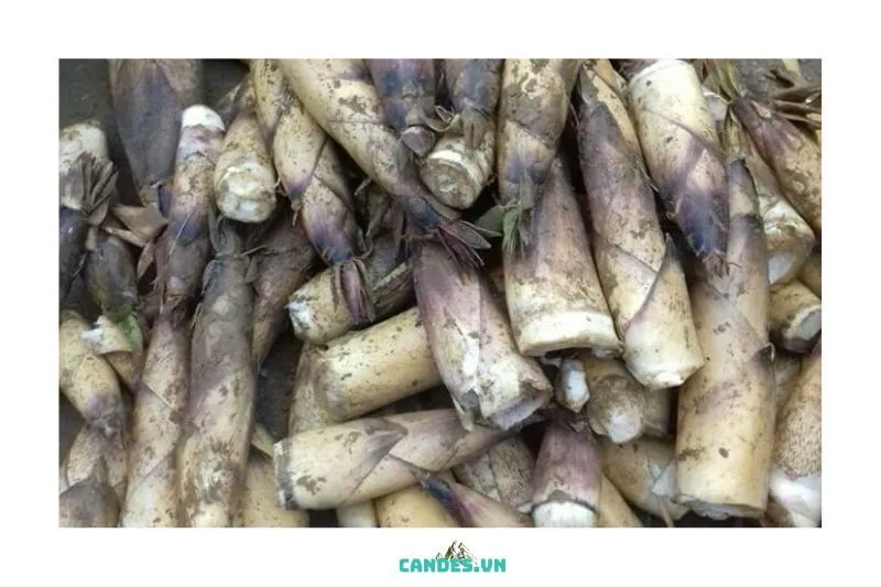 Măng vầu Bắc Kạn – Mua ở đâu và giá cả thế nào?