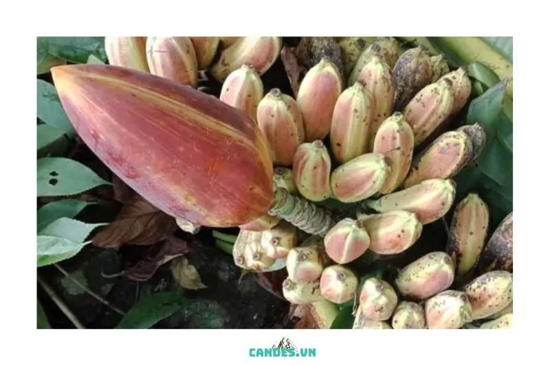 Tác Dụng Chữa Bệnh Của Chuối Hột Rừng Bắc Kạn