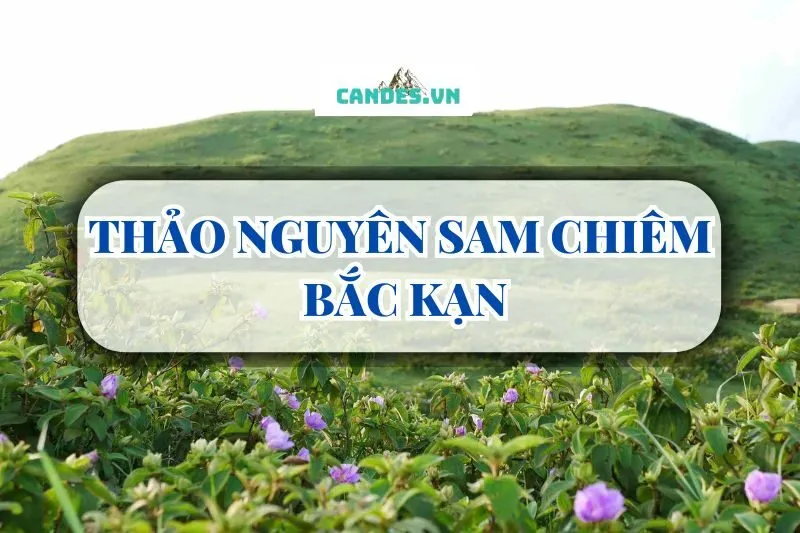 THẢO NGUYÊN SAM CHIÊM BẮC KẠN